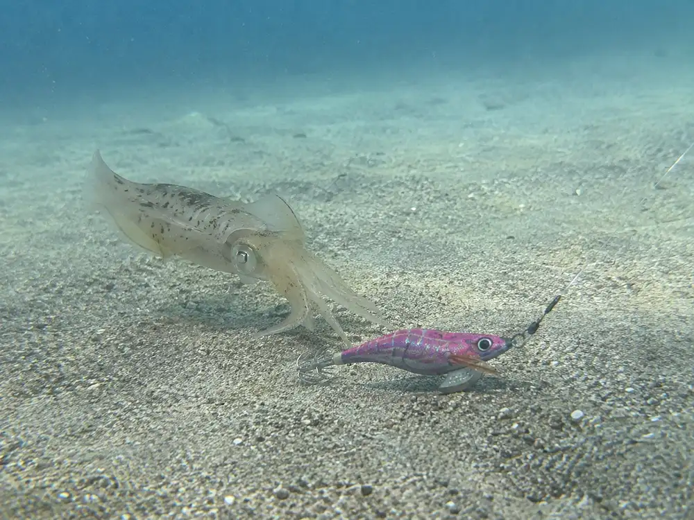 ボトムステイしているエギを狙うイカ
