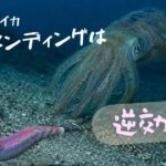 タイトル、大型アオリイカはラインメンディングは逆効果