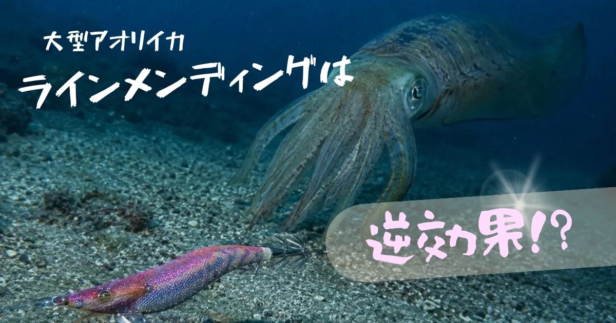 タイトル、大型アオリイカはラインメンディングは逆効果